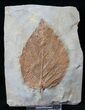 Fossil Leaf (Beringiaphyllum) From Montana - Paleocene #15819-1